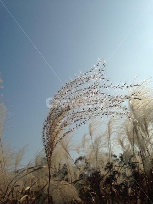 갈대,grass,가을,autumn,자연,식물,가을,계절,fall,autumn,season,식물,자연,plants,nature,잔디,plant,lawn,reed