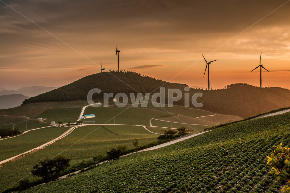 풍경,풍차,산,새벽,배추밭,자연,풍경,nature,landscape,한국자연풍경,한국자연경관,korea nature landscape,산업,industry,industrial,농업,농사,agriculture,farming,farming industry,machine,기계,engine,엔진,motor,모터