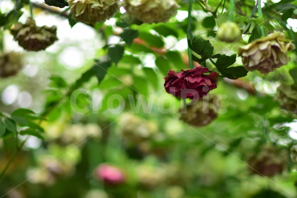 꽃,풍경,자연,조화,흐림,공원,풀,장미,젖음,flower,nature,식물,자연,plants,nature,꽃,flower