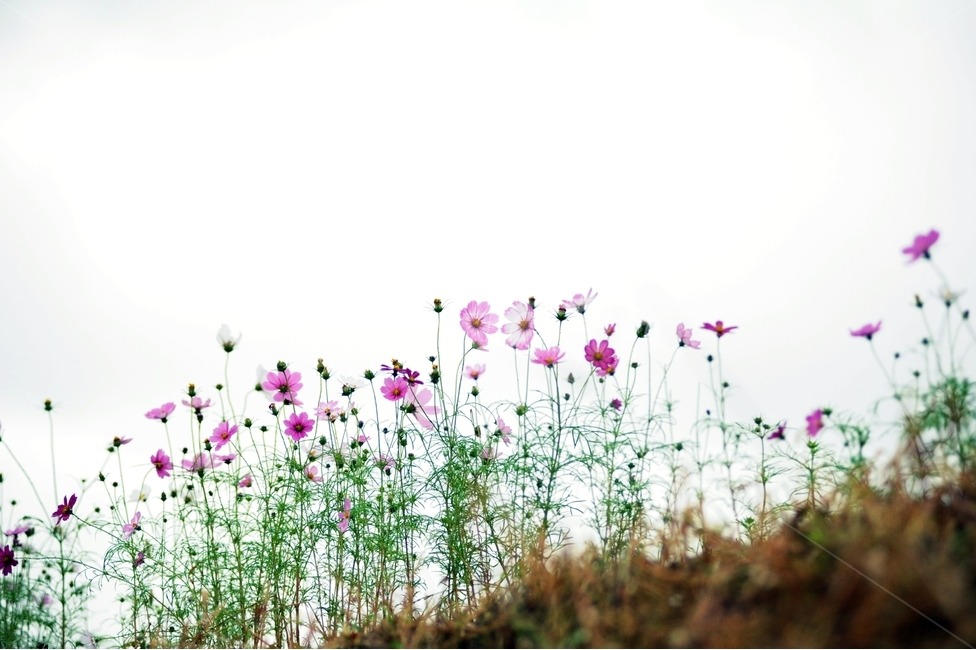 코스모스,가을,꽃,가을꽃,순정,식물,식물,자연,plants,nature,꽃,flower