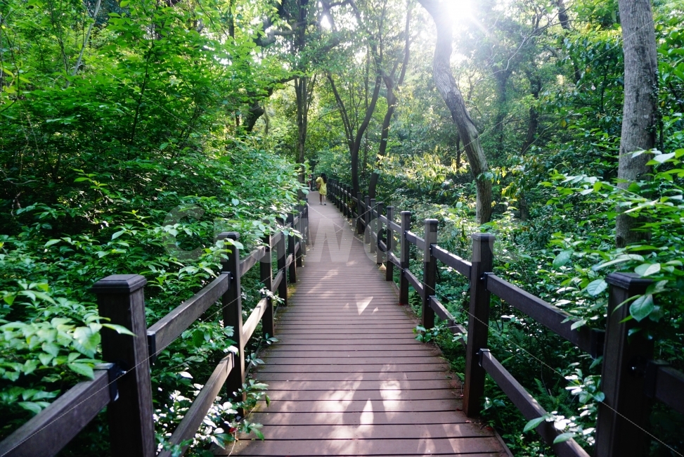 길,자연,풍경,산,전망,자유,여유,낭만,해방,나무,숲,제주도,여름,혼저옵서예,조망,여행,등산,날씨,인생,외길,피톤치드,치유,힐링,자연,풍경,nature,landscape