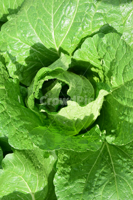 배추,배추잎,채소,김장배추,배추밭,배추농사,식물,야채,vegetable,cabbage,식물,자연,plants,nature