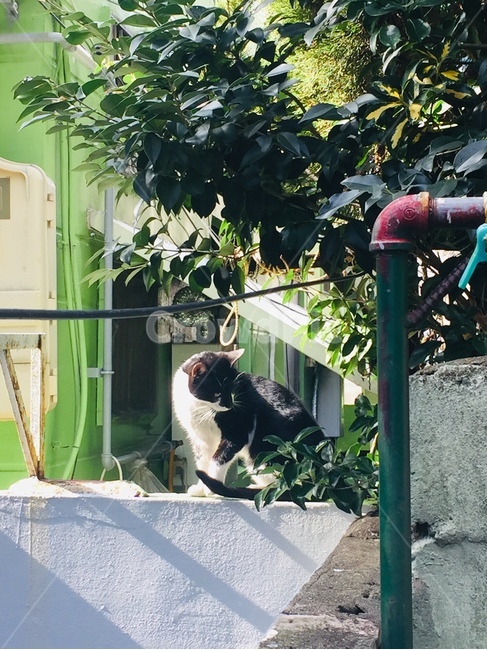 고양이,배경화면,자연,여유로움,눈부심