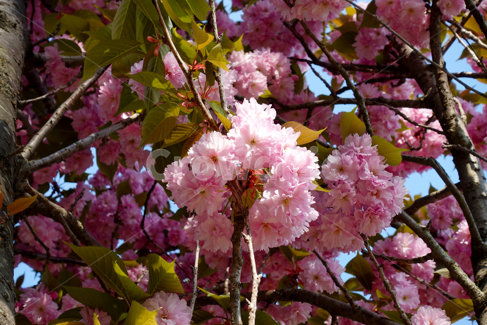 겹벚꽃,겹벚꽃나무,벚꽃,blossom,꽃,flower,식물,plant,분홍색,봄,3월,봄,계절,spring,season