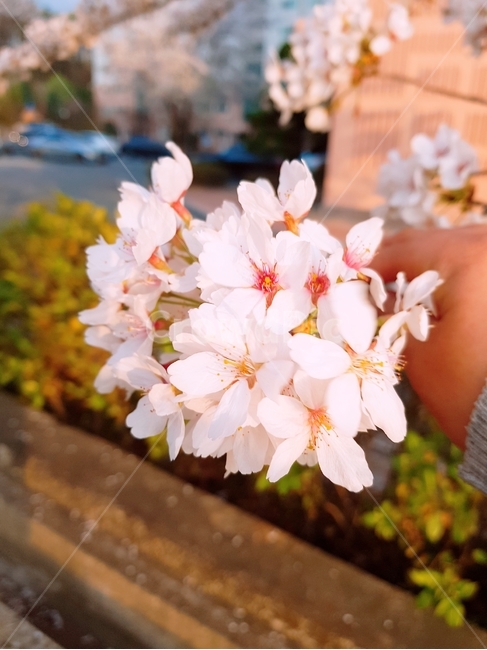 분홍,분홍색,꽃,벚꽃,봄