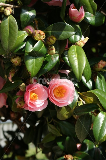 동백꽃,동백,꽃,겨울,봄,식물,자연,하늘,꽃잎,감성사진,동백꽃잎,flower,winter,spring,plants,nature,sky,feeling,emotion,식물,자연,plants,nature,꽃,flower