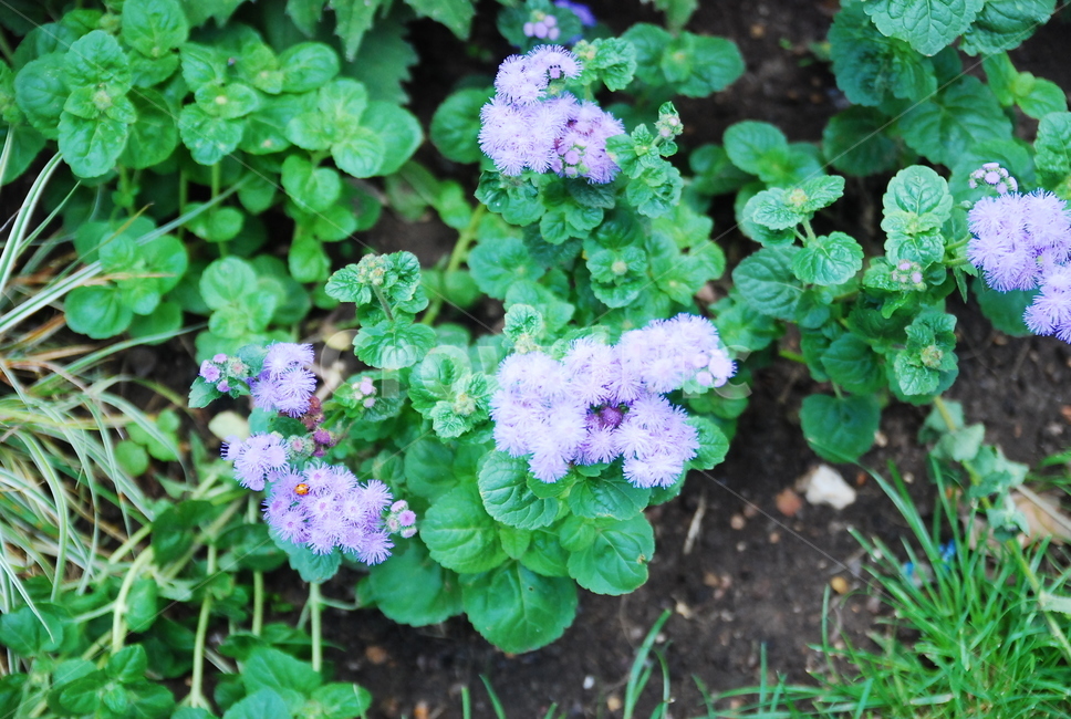 flower,geranium,식물,blossom,herbs,vase,식물,자연,plants,nature,꽃,flower