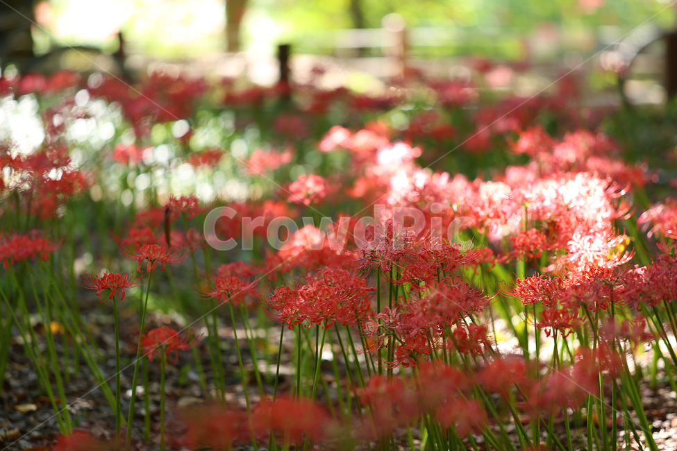 꽃무릇,분당중앙공원,공원,redspider,park,flower,red,꽃,식물,자연,plants,nature,꽃,flower