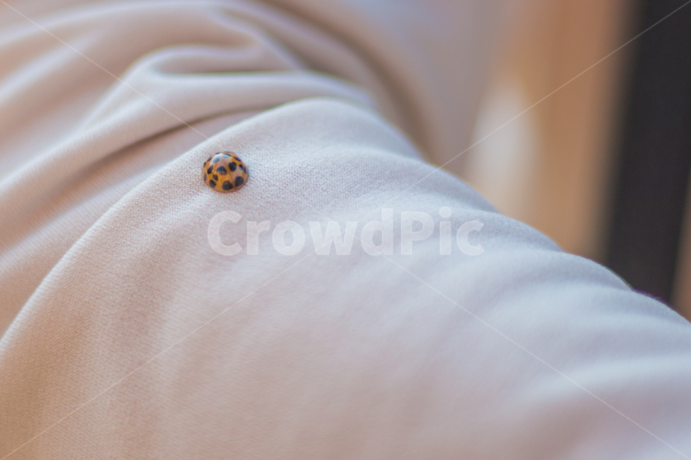 벌레,무당벌레,동물,bug,ladybug,ladybird,동물,animal,곤충,벌레,insect,bug