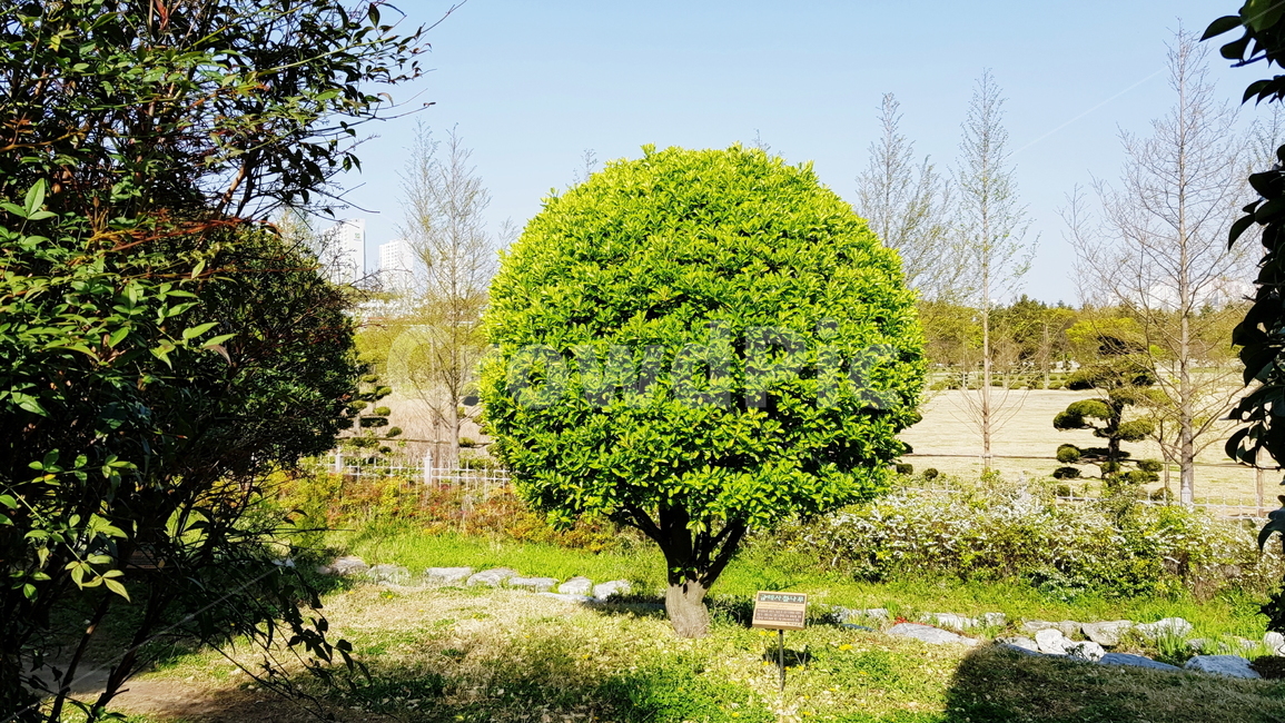 정원,가든,나무,공원,봄나무,식물,자연,plants,nature,나무,trees,wood