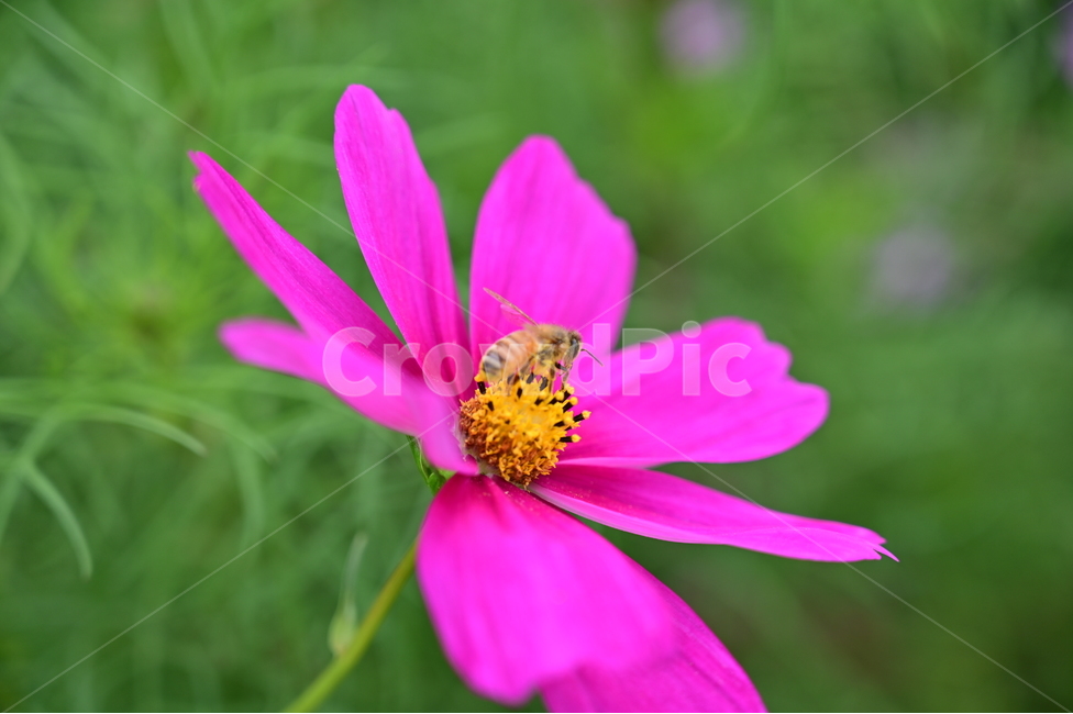 bee,벌,invertebrate,무척추동물,apidae,양서류,animal,동물,insect,꿀벌,honeybee,곤충,코스모스,식물,자연,plants,nature