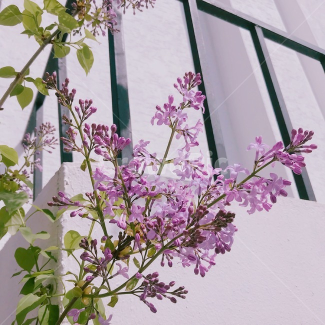 나무,봄,감성사진,tree,spring,emotionalphotography,보라색꽃