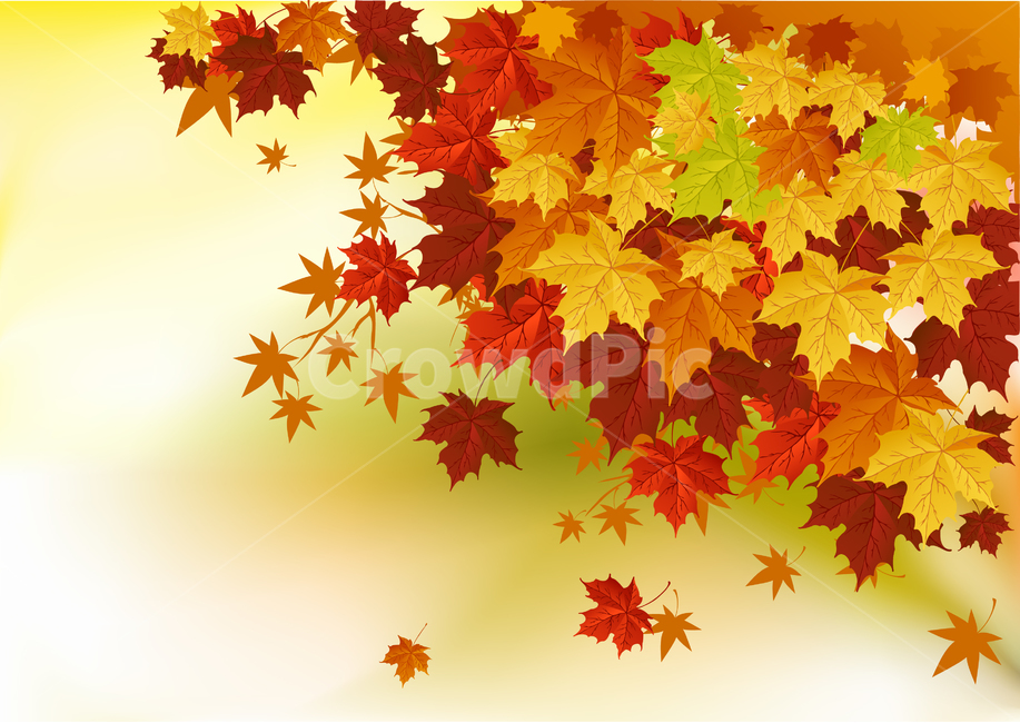 단풍,가을,fall,배경,background,가을,계절,fall,autumn,season,식물,자연,plants,nature,plant,leaf,잎,tree,나무,maple