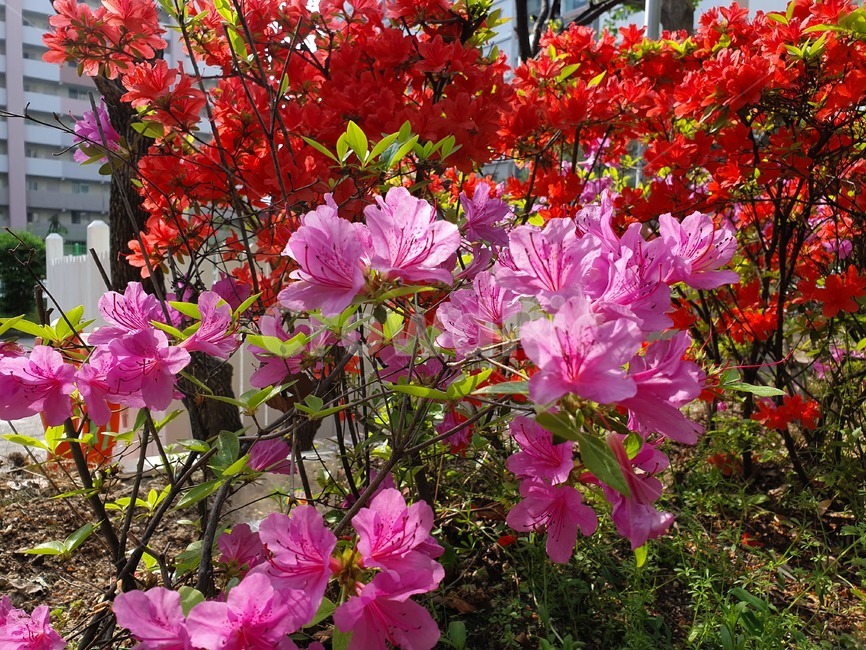 날씨,꽃,도심속꽃,꽃공원,꽃장식,식물,자연,plants,nature,꽃,flower