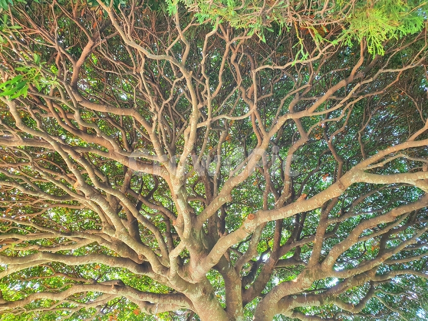 tree,나무,plant,식물,자연,고목,식물,자연,plants,nature