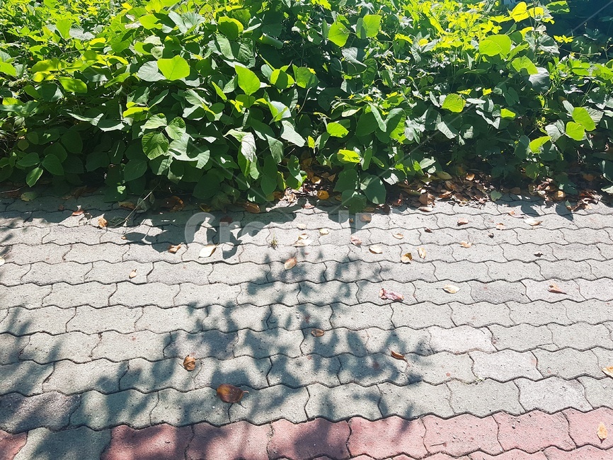 보도,포장,통로,길,거리,그림자,초록,시골