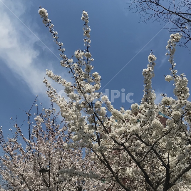 벚꽃,벚나무,봄나무,봄꽃,cherryblossom