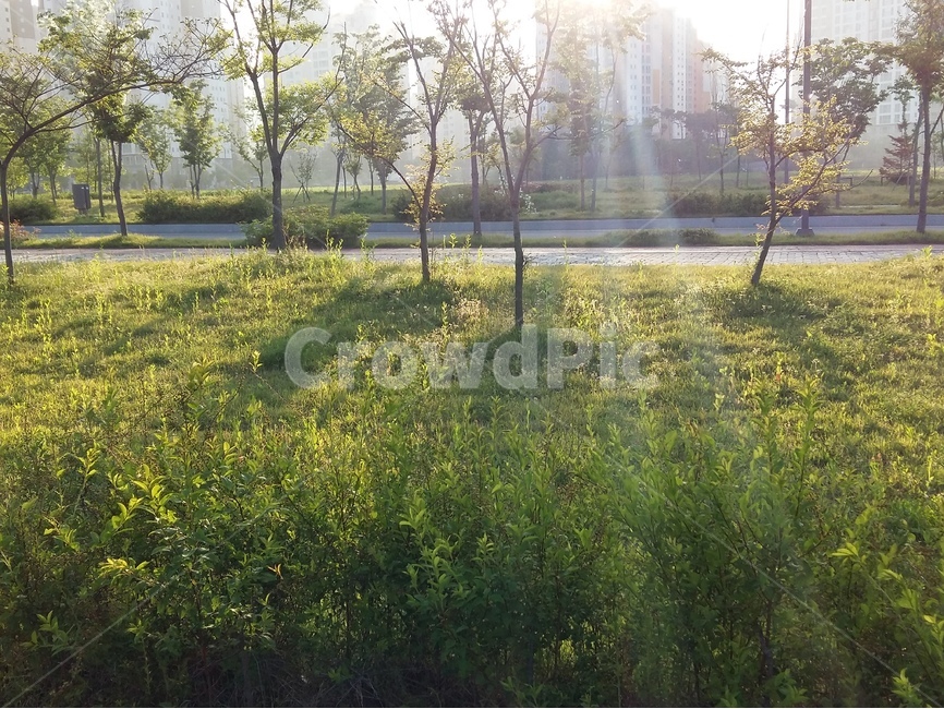 산책길,초록,나무,햇빛,풀,봄,자연,풍경,nature,landscape,한국자연풍경,한국자연경관,korea nature landscape,휴식,힐링,rest,relaxation,healing,grassland,목초지,outdoors,옥외,field,들,farm,농장,rural,농촌