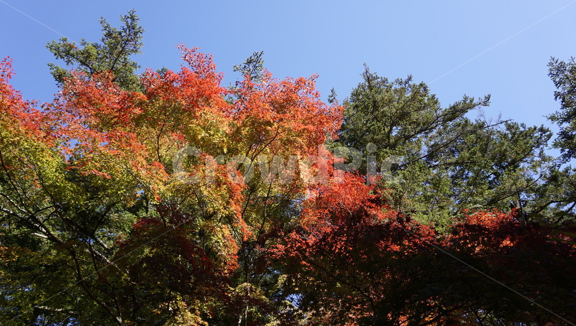 단풍,단풍나무,식물,가을,계절,나무,자연,잎,하늘,maple,tree,plant,nature,leaf,mapletree,sky,가을,계절,fall,autumn,season