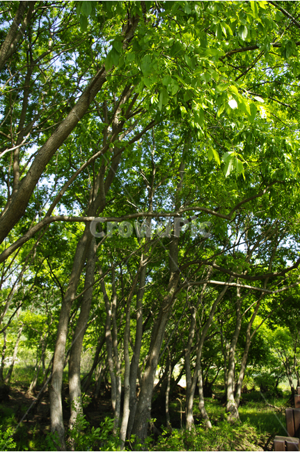 나무,풍경,풍광,초록,자연,나무길,길,color,숲,식물,자연,plants,nature,나무,trees,wood