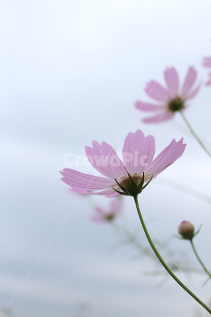 코스모스,가을,가을날,가을풍경,꽃,분홍색,보라색,흐린날,흐린날씨,자연,가을,계절,fall,autumn,season,식물,자연,plants,nature,꽃,flower,plant,blossom,daisy,데이지,daisies