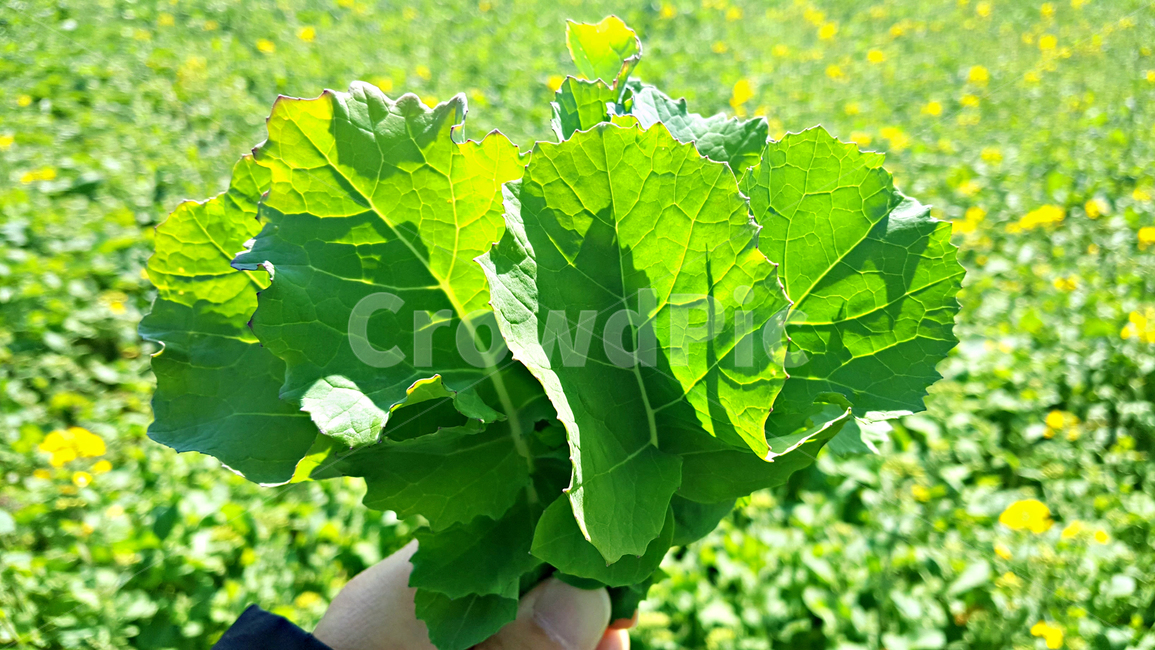 유채,유채잎,잎,leaf,식물,plant