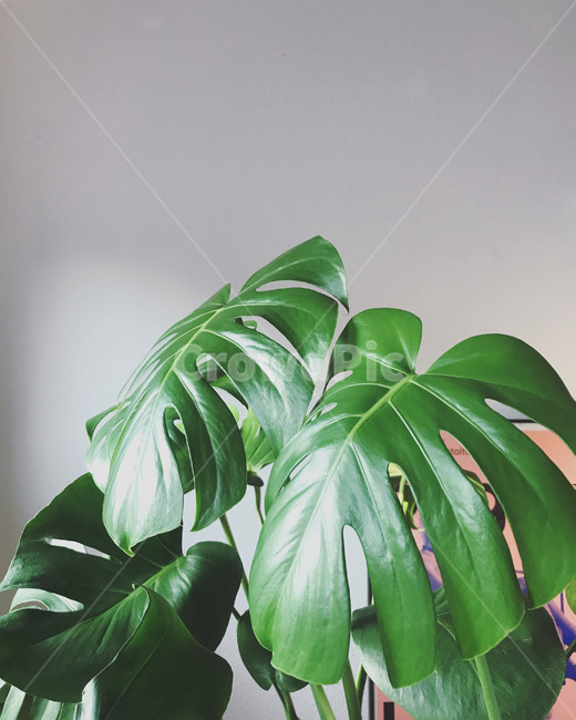 몬스테라,식물,잎,plant,인테리어