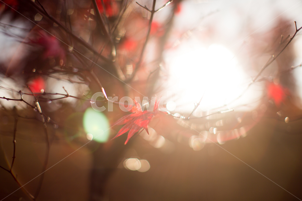 가을,가을색,빛,빛번짐,단풍,붉은색,노을,빛내림,하늘,light,flare,플레어,plant,식물,leaf,잎