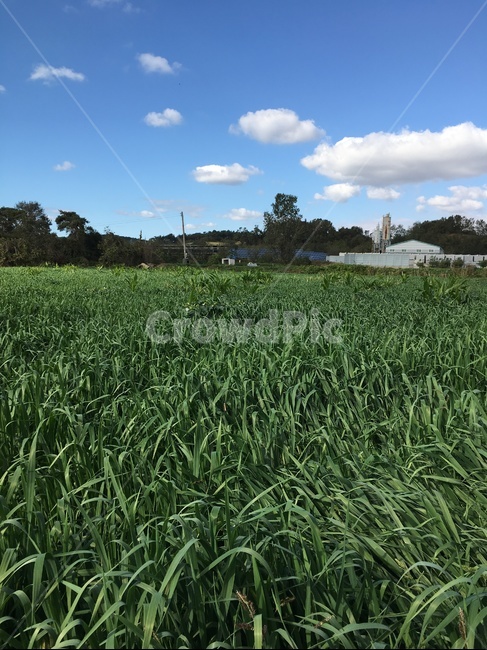 grass,잔디,plant,식물,들판,하늘,구름,풍경