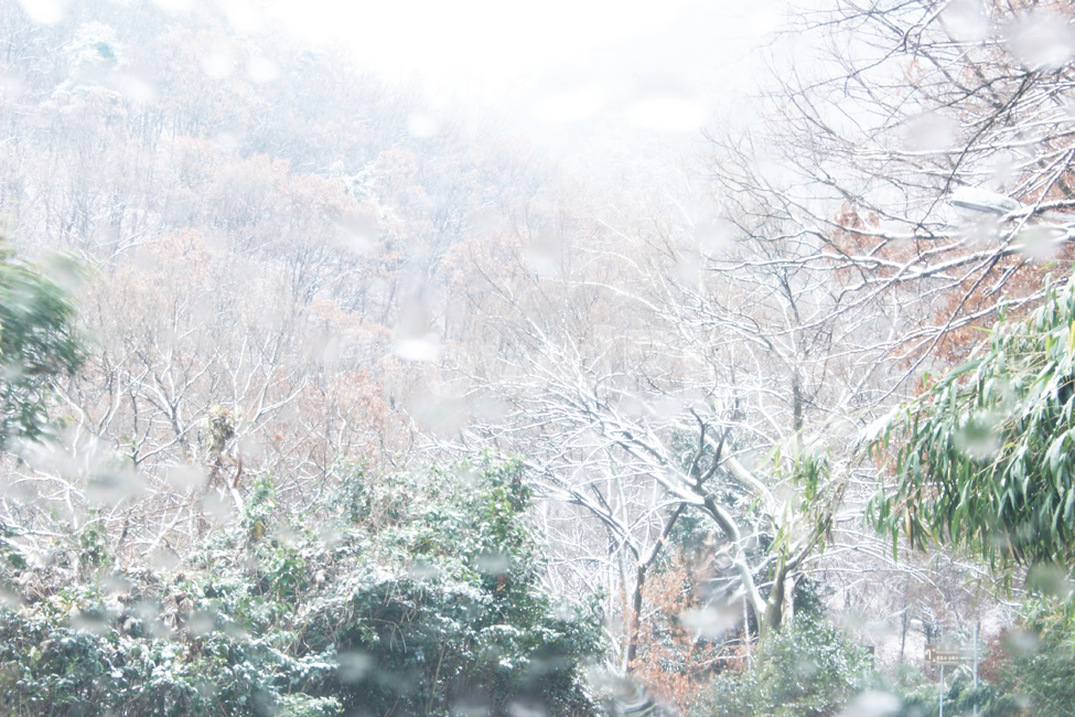 겨울,산,겨울산,눈,눈산,설산,밝은,하이키,nature,자연,outdoors,옥외,blizzard,눈보라,storm,폭풍,winter,snow,겨울,계절,season,풍경,landscape