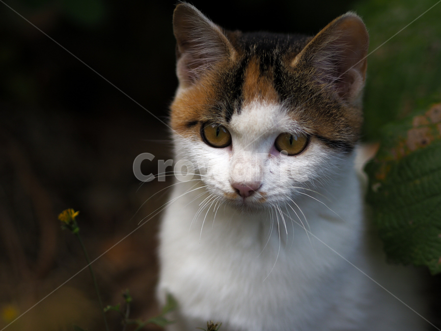고양이,야옹이,길고양이,cat,길냥이,얼룩고양이,눈빛,눈동자,어린고양이,새끼고양이,동물,animal,포유류,mammal,고양이,cat,kitten,kitty