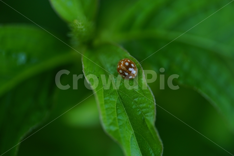 무당벌레,곤충,잎사귀,이파리,식물,자연,나무,동물,nature,insect,tree,벌레,animal,여름,summer,감성,감성사진,힐링,힐링사진,느낌,분위기,생명,접사,macro,스냅,스넵,snap,동물,animal,곤충,벌레,insect,bug
