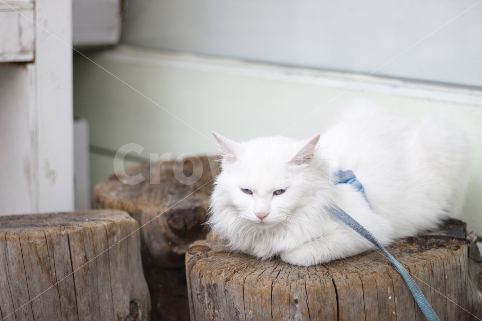 고양이,반려동물,유기묘,길냥이,애완동물,cat,pet,kitten,아기고양이,코숏,코리안숏헤어,동물,animal,캣맘,캣대디,장모종,장모,페르시안,목줄,몸줄,동물,animal,포유류,mammal,고양이,cat,kitten,kitty