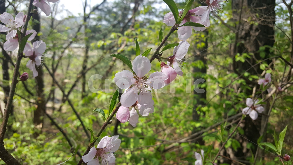 자연,landscape,nature,flower,꽃,아름다운