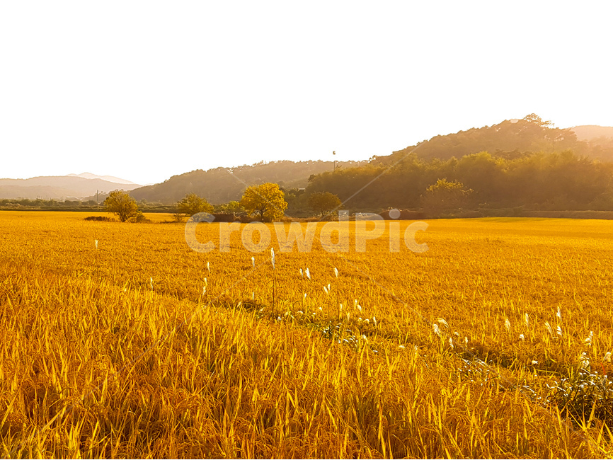 논,벼,풍경,가을,산,노랑,가을,계절,fall,autumn,season,자연,풍경,nature,landscape,시골,마을,country,rural,town,휴식,힐링,rest,relaxation,healing,산업,industry,industrial,농업,농사,agriculture,farming,farming industry,field,들,grassland,목초지,outdoors,옥외