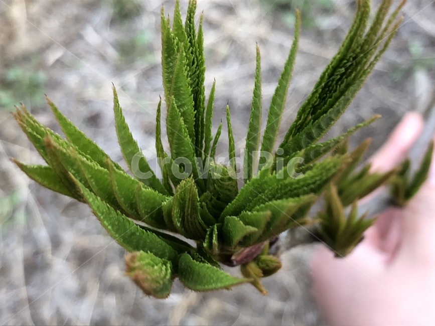 마가목,식물,꽃,자연,농장,식물,자연,plants,nature