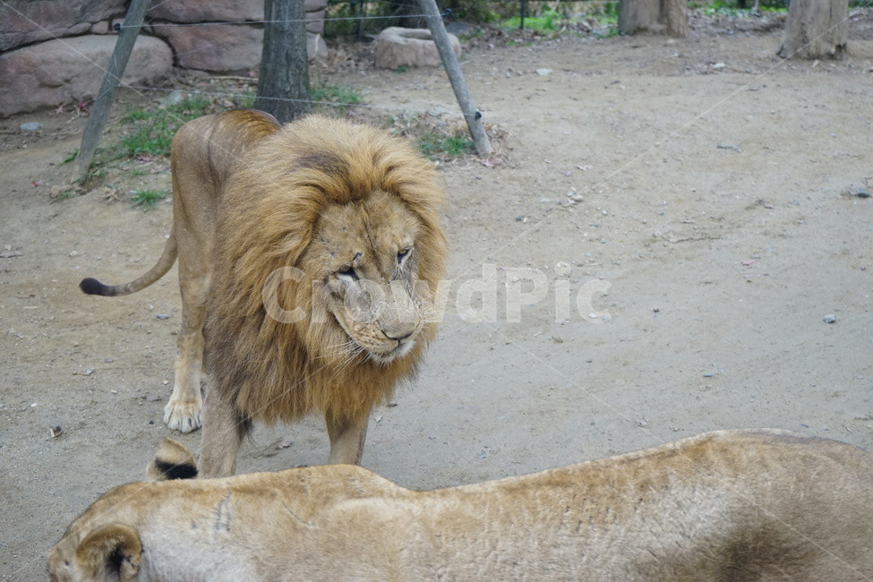 사자,동물원,사자부부,lion,zoo,동물,animal,포유류,mammal