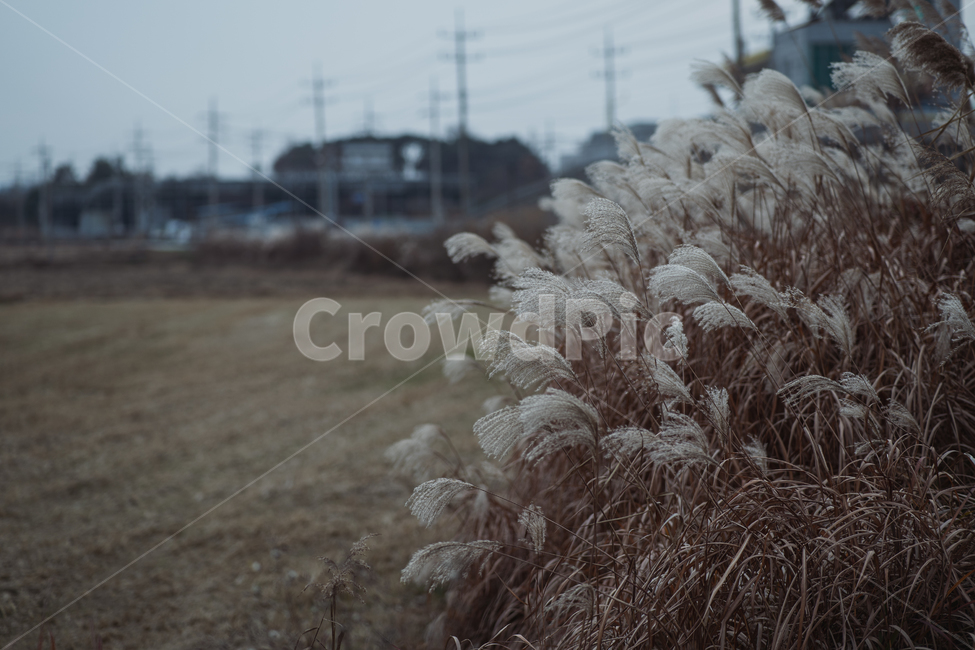 풍경,갈대,들,wild,landscape