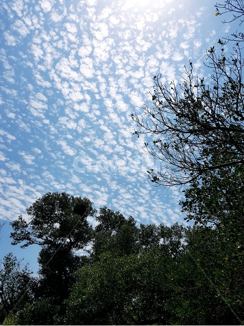 자연,하늘,화창한날씨,대만,타이난,자연,풍경,nature,landscape,tree,나무,plant,식물