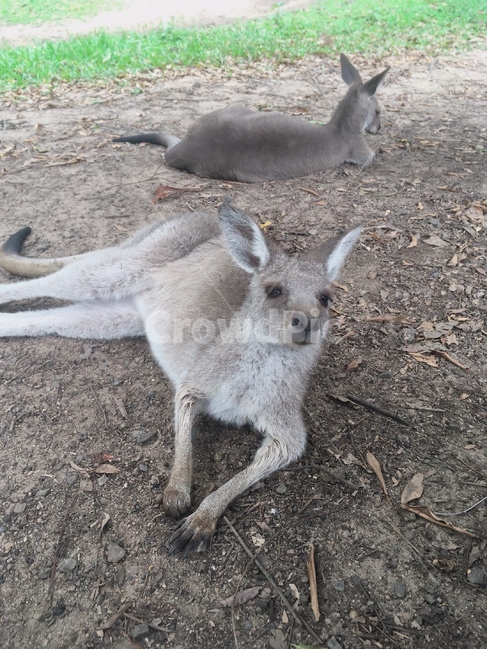 왈라비,wallaby,동물,animal,캥거루,kangaroo,동물,animal,포유류,mammal