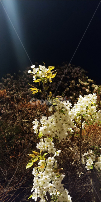 꽃,식물,밤,flower,빛