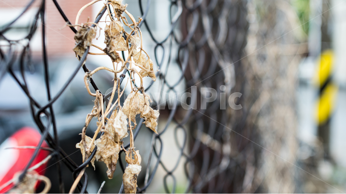 철조망,흔적,낙엽,폐허,철망,쓰레기,낙화,담벼락,식물,자연,plants,nature