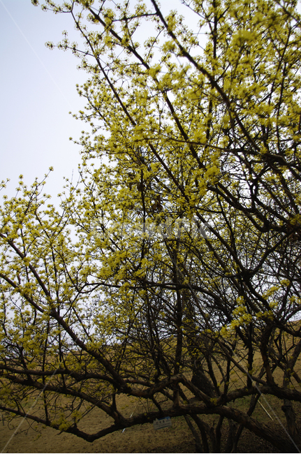 산수유,자연,nature,식물,plant,꽃,flower,나무,봄,spring,계절,봄,계절,spring,season,자연,풍경,nature,landscape,tree
