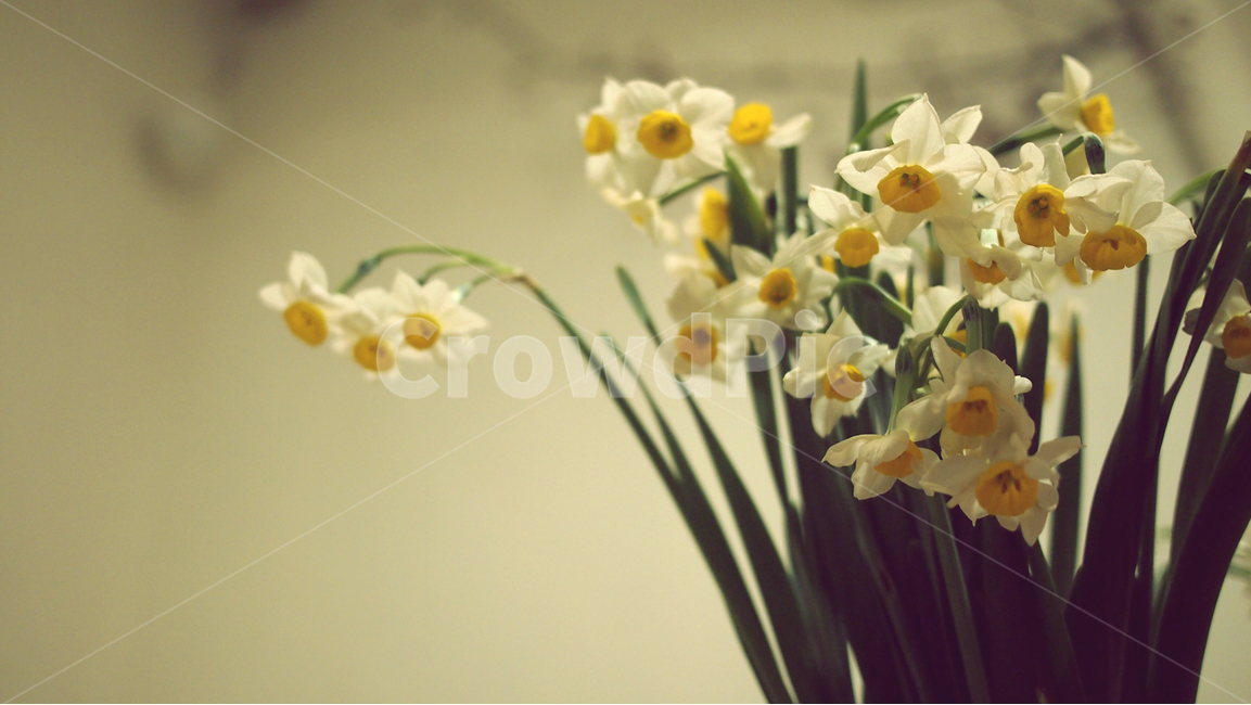 수선화,꽃,자연,하얀꽃,감성사진,식물,자연,plants,nature,꽃,flower,실내용화초,화분,화초,house plant,감성,sensible,feeling,인테리어,실내디자인,interior design