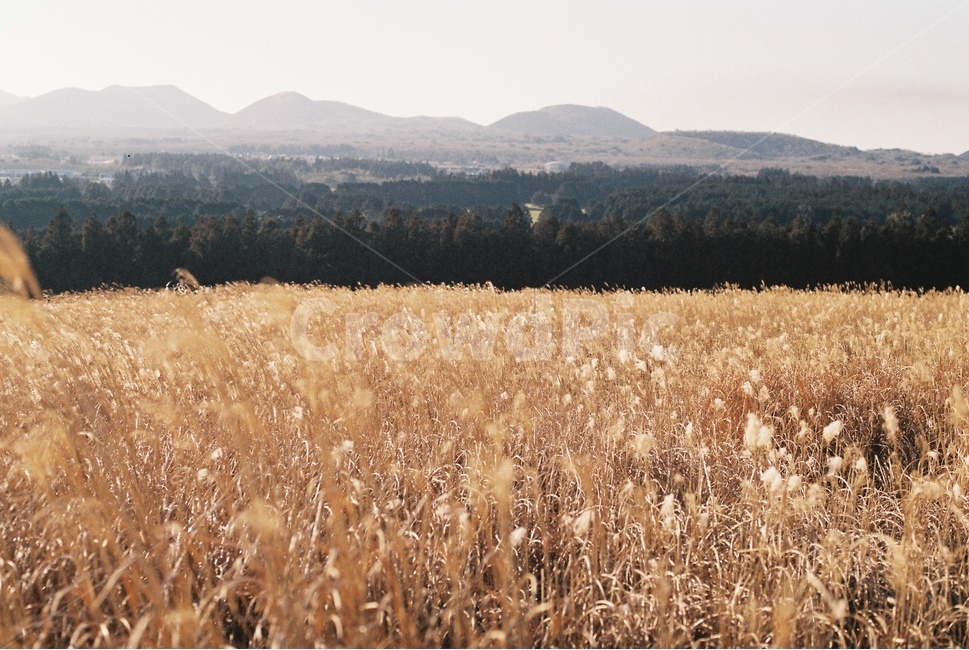가을,억새,풍경,필름,감성,자연,풍경,nature,landscape,plant,식물,food,음식,vegetable,야채,grain,곡물
