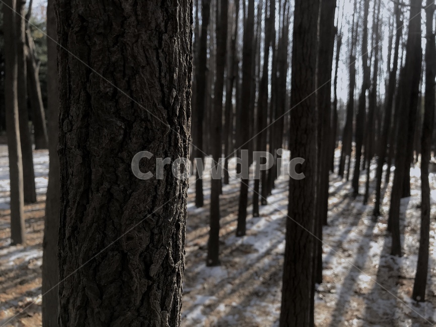 plant,나무줄기,식물,tree,나무,treetrunk,겨울,눈