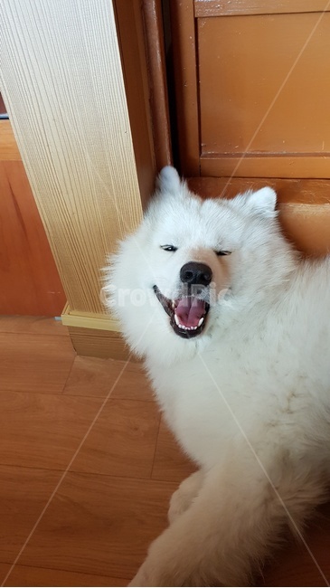 사모예드,미소,동물,강아지,웃음,동물,animal,포유류,mammal,개,강아지,dog,doggy