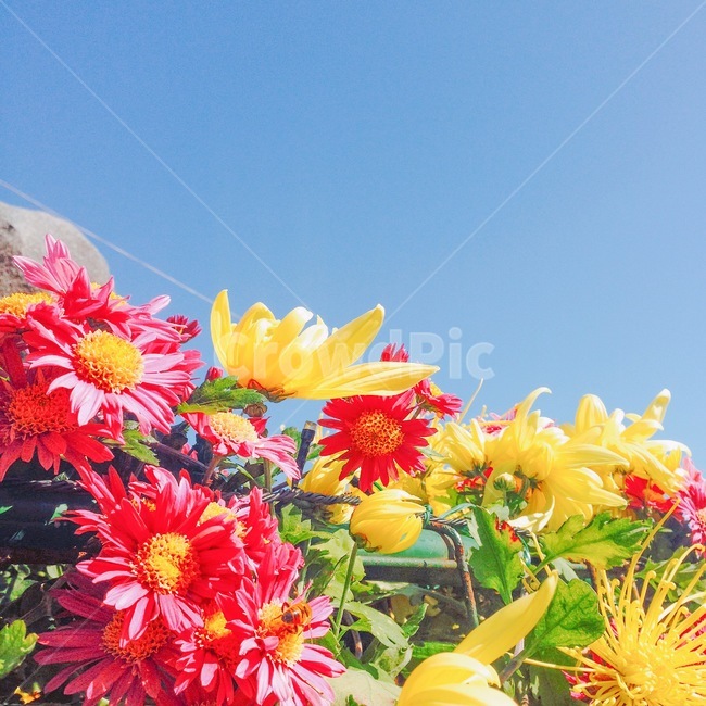 여름,꽃,자연,국화,국화꽃,식물,자연,plants,nature,꽃,flower