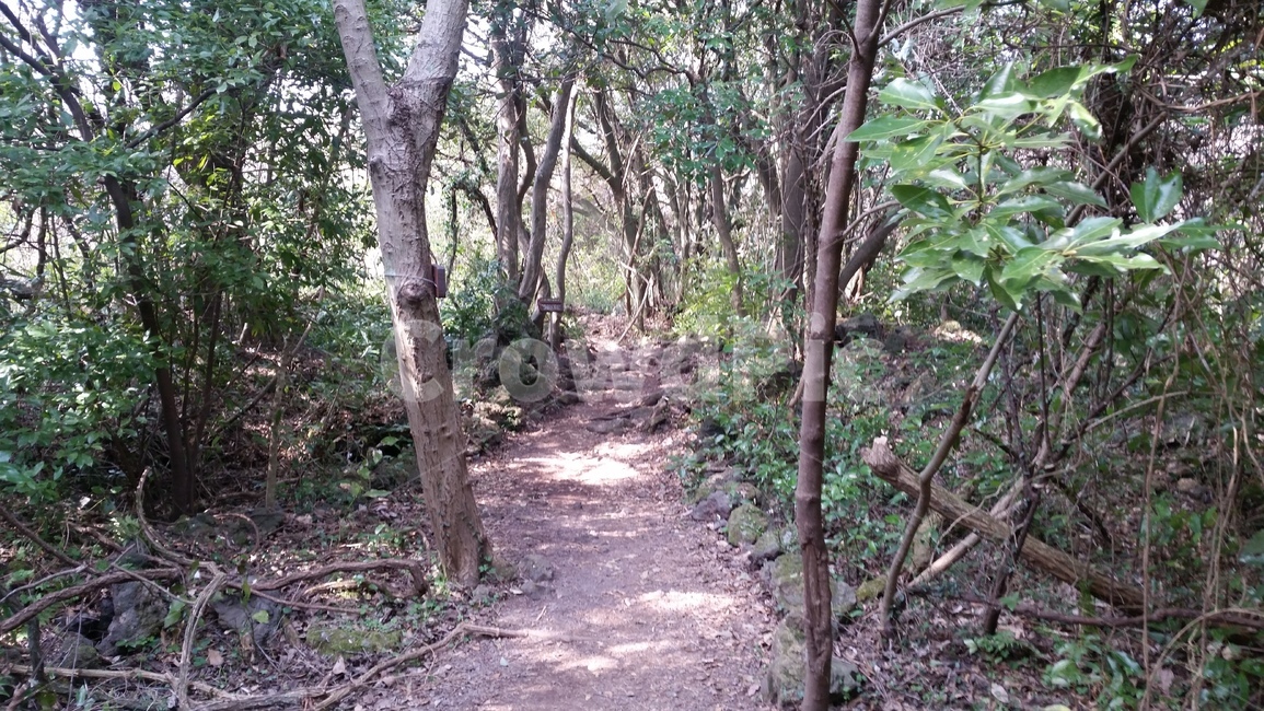 나무,숲,산책,바위,산책로,tree,식물,wood,forest,덤불숲,삼림지대,thicket,grove,woodland,walk,trail,오솔길,path