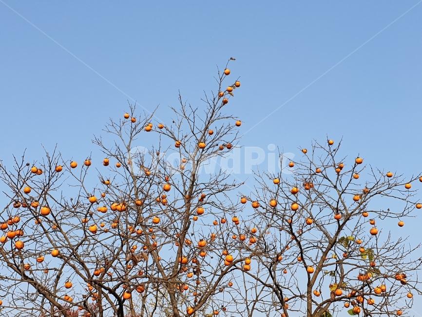 감나무,감,하늘,배경,풍경,추석,가을,과일,열매,fruit